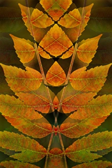 Images Dated 16th December 2014: USA, Colorado, Lafayette. Autumn sumac montage