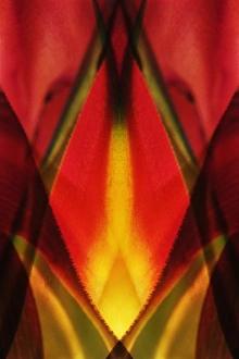 Images Dated 22nd December 2014: USA, Colorado, Lafayette. Heliconia plant montage