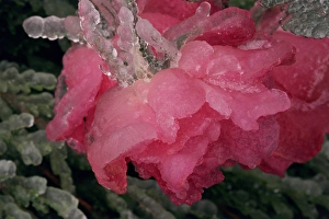 Images Dated 16th December 2014: USA, Colorado, Lafayette. Ice on pink rose