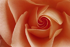 Peach Prints: USA, Colorado, Lafayette. Peach rose close-up