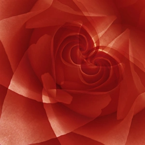Images Dated 16th December 2014: USA, Colorado, Lafayette. Red rose montage