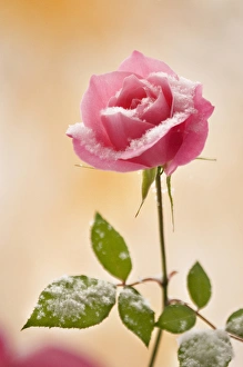 Marie Bush Prints: USA, Colorado, Lafayette. Snow flakes on pink rose