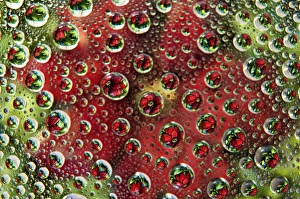 Images Dated 28th September 2009: USA, Colorado, Lafayette. Water bubbles on glass table top