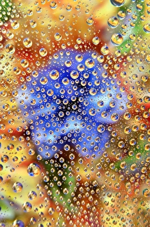 Bubble Prints: USA, Colorado, Lafayette. Water bubbles on glass table top