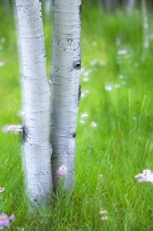 Double Exposure Prints: USA, Colorado, Lake City, Aspens and Wildflowers