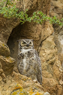 Ledge Prints: USA, Colorado, Larimer County. Great horned owl on rocky ledge