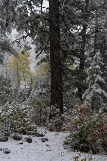 Images Dated 3rd January 2023: USA, Colorado. Late autumn snowfall, Gunnison National Forest