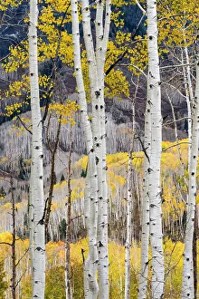 Images Dated 3rd January 2023: USA, Colorado. Light dappled Aspen forests, Kebler Pass, Gunnison National Forest