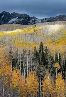 Images Dated 3rd January 2023: USA, Colorado. Light dappled Aspen forests, Kebler Pass, Gunnison National Forest