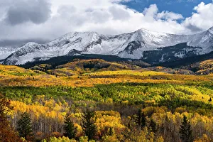 Images Dated 3rd January 2023: USA, Colorado. Light dappled Aspen forests, Kebler Pass, Gunnison National Forest
