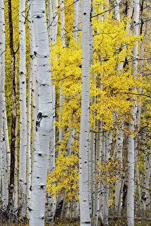Images Dated 3rd January 2023: USA, Colorado. Light dappled Aspen forests, Kebler Pass, Gunnison National Forest