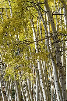 Images Dated 3rd January 2023: USA, Colorado. Light dappled Aspen forests, Kebler Pass, Gunnison National Forest