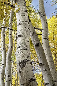 Images Dated 3rd January 2023: USA, Colorado. Light dappled Aspen forests, Kebler Pass, Gunnison National Forest