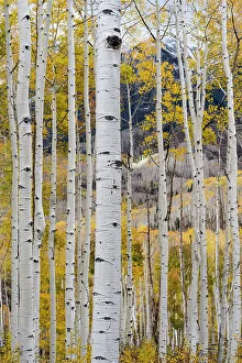 Images Dated 3rd January 2023: USA, Colorado. Light dappled Aspen forests, Kebler Pass, Gunnison National Forest