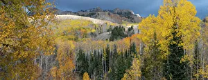 Images Dated 3rd January 2023: USA, Colorado. Light dappled Aspen forests, Kebler Pass, Gunnison National Forest