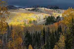 Images Dated 3rd January 2023: USA, Colorado. Light dappled Aspen forests, Kebler Pass, Gunnison National Forest