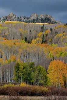 Images Dated 3rd January 2023: USA, Colorado. Light dappled Aspen forests, Kebler Pass, Gunnison National Forest