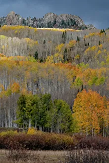 Images Dated 3rd January 2023: USA, Colorado. Light dappled Aspen forests, Kebler Pass, Gunnison National Forest