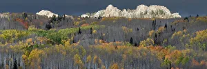 USA, Colorado. Light dappled Aspen forests, Kebler Pass, Gunnison National Forest
