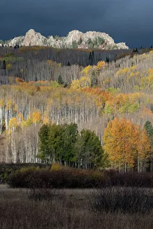 Images Dated 3rd January 2023: USA, Colorado. Light dappled Aspen forests, Kebler Pass, Gunnison National Forest