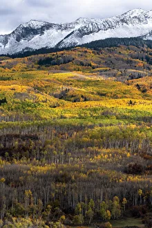 Images Dated 3rd January 2023: USA, Colorado. Light dappled Aspen forests, Kebler Pass, Gunnison National Forest