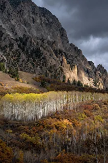 Images Dated 3rd January 2023: USA, Colorado. Light dappled Aspen forests, Kebler Pass, Gunnison National Forest