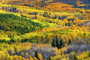 Images Dated 3rd January 2023: USA, Colorado. Light dappled Aspen forests, Kebler Pass, Gunnison National Forest