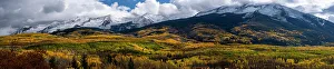 Images Dated 3rd January 2023: USA, Colorado. Light dappled Aspen forests, Kebler Pass, Gunnison National Forest