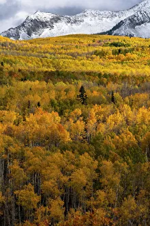 Images Dated 3rd January 2023: USA, Colorado. Light dappled Aspen forests, Kebler Pass, Gunnison National Forest