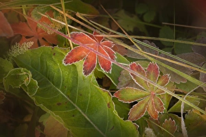 Images Dated 28th September 2015: USA, Colorado, Little Molas Lake. Frosty edges of fall-colored leaves. Credit as