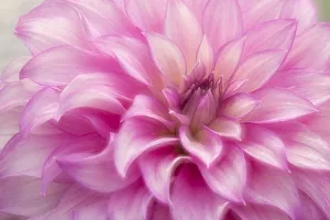 Glow Prints: USA, Colorado, Longmont. Double exposure of dahlia flower