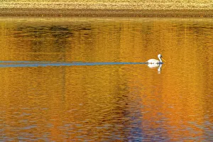 Loveland Prints: USA, Colorado, Loveland. American white pelican swims in Donath Lake