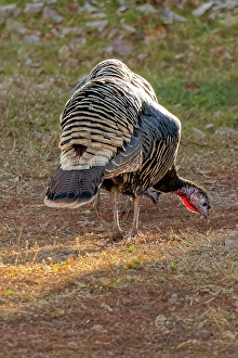 New Images March 2024 Part 2 Prints: USA, Colorado, Loveland. Female turkey