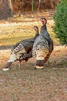 New Images March 2024 Part 2 Prints: USA, Colorado, Loveland. Two female turkeys