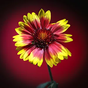 Loveland Prints: USA, Colorado, Loveland. Gaillardia flower close-up