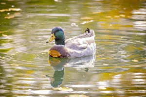 Loveland Prints: USA, Colorado, Loveland. Male mallard duck in water with leaf stuck to breast