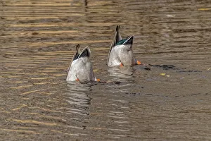 USA, Colorado, Loveland. Male mallard ducks diving for food in lake