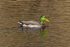 Loveland Prints: USA, Colorado, Loveland. Mallard duck male swimming in lake