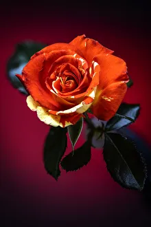 Loveland Prints: USA, Colorado, Loveland. Rose close-up