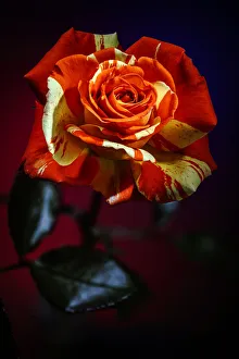 Images Dated 13th January 2022: USA, Colorado, Loveland. Rose close-up