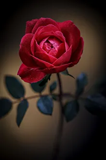 Images Dated 13th January 2022: USA, Colorado, Loveland. Rose close-up