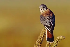 Falcon Prints: USA, Colorado, male American Kestrel (Falco sparverius)
