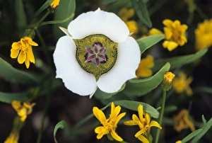 Images Dated 10th March 2007: USA, Colorado, Mariposa tulip in wildflowers in the mountains