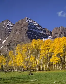 Maroon Bells Prints: USA, Colorado, Maroon Bells. A gold-leafed aspen forest highlights the peaks of Maroon Bells
