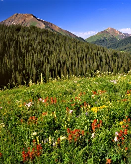 Images Dated 26th March 2015: USA, Colorado, Maroon Bells-Snowmass Wilderness. Wildflowers in meadow. Credit as