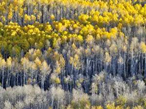 Images Dated 5th August 2020: USA, Colorado, Maroon Bells-Snowmass Wilderness. Fall colors on Aspen trees