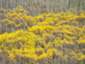 Images Dated 5th August 2020: USA, Colorado, Maroon Bells-Snowmass Wilderness. Fall colors on Aspen trees