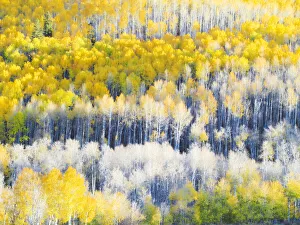 Images Dated 5th August 2020: USA, Colorado, Maroon Bells-Snowmass Wilderness. Fall colors on Aspen trees