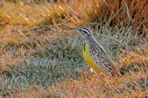 Brush Prints: USA, Colorado. Meadowlark walking