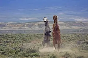 Aggression Prints: USA, Colorado, Moffat County. Two wild horses fighting